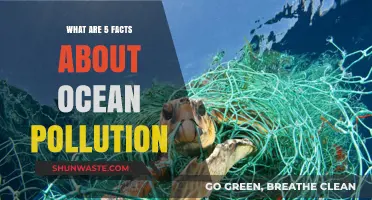 Ocean Pollution: 5 Shocking Facts You Need to Know