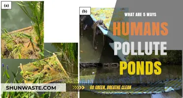 Human Actions, 5 Ways to Pollute Ponds