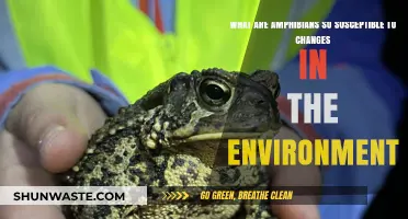 Why Amphibians Are Highly Vulnerable to Environmental Changes