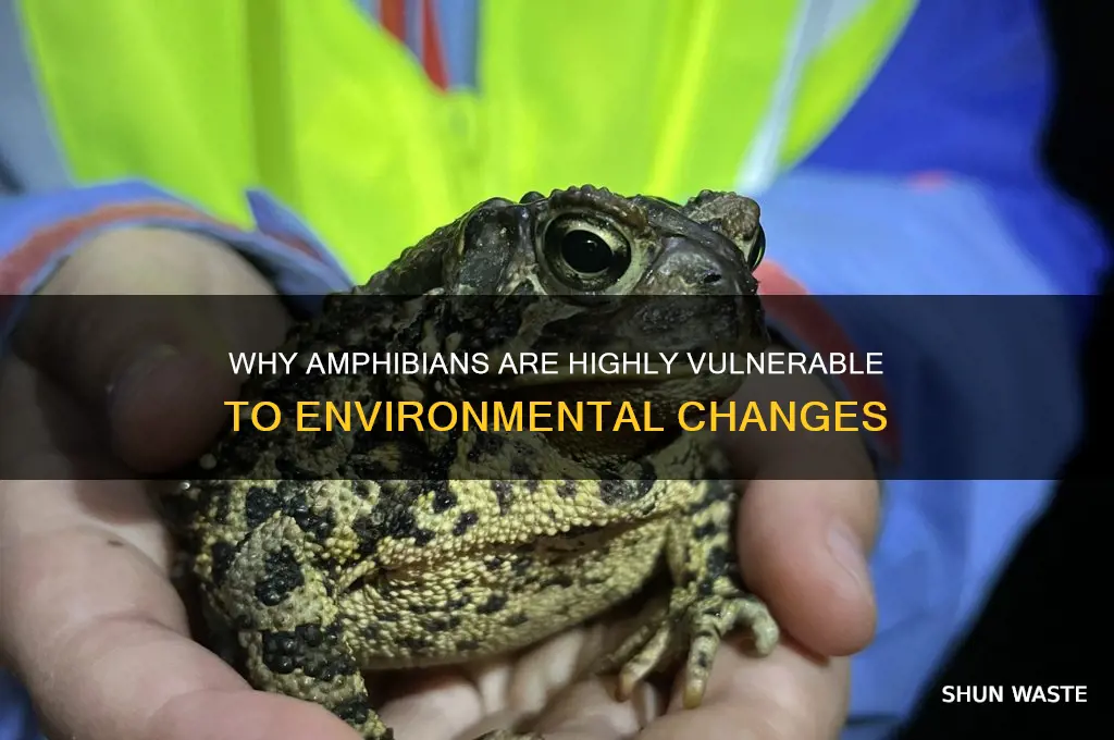 what are amphibians so susceptible to changes in the environment