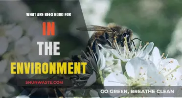 Why Bees Matter: Their Vital Role in Ecosystem Health