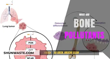 Bone Pollutants: What Are They and How Do They Affect Us?