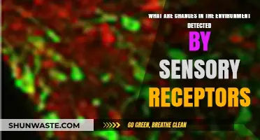How Sensory Receptors Detect and Respond to Environmental Changes