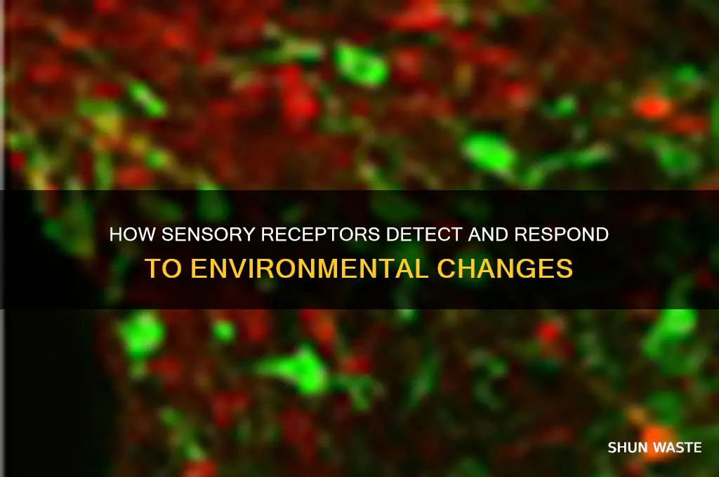what are changes in the environment detected by sensory receptors