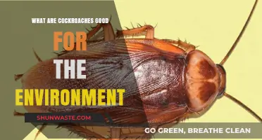 Cockroaches' Surprising Ecological Benefits: Nature's Cleanup Crew Explained