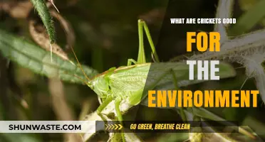 Crickets' Eco-Friendly Impact: Boosting Soil, Biodiversity, and Sustainability
