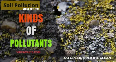 Air, Water, and More: 5 Types of Pollutants