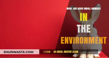 Eco-Friendly Companions: Small Animals Benefiting Our Environment Naturally