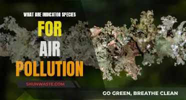 Air Pollution: Nature's Warning Signs Uncovered