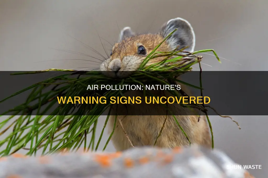 what are indicator species for air pollution