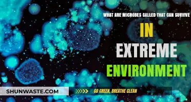 Extreme Microbes: Unveiling Life's Resilience in Harsh Environments