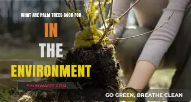 Palm Trees: Environmental Benefits and Ecosystem Contributions Explained