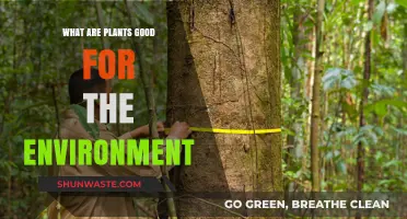 Plants' Vital Role: Enhancing Ecosystems and Environmental Health Naturally