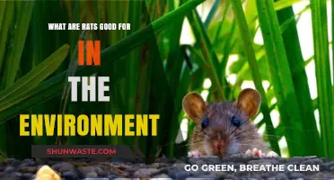 Rats' Surprising Ecological Benefits: Uncovering Their Environmental Role and Value