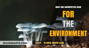 Saprophytes: Nature's Silent Heroes in Ecosystem Recycling and Health