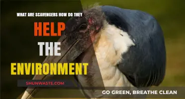 Scavengers: Nature's Cleanup Crew and Their Vital Environmental Role