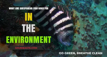 Sheepshead Fish: Environmental Benefits and Ecosystem Roles Explained