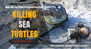 Saving Sea Turtles: Solutions to Plastic Pollution