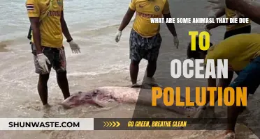 Ocean Pollution's Victims: Animals Paying the Ultimate Price