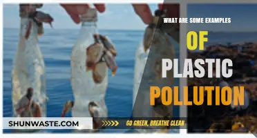 Plastic Pollution: Everyday Examples and Impacts