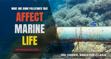 Understanding Marine Life Pollutants: A Comprehensive Guide