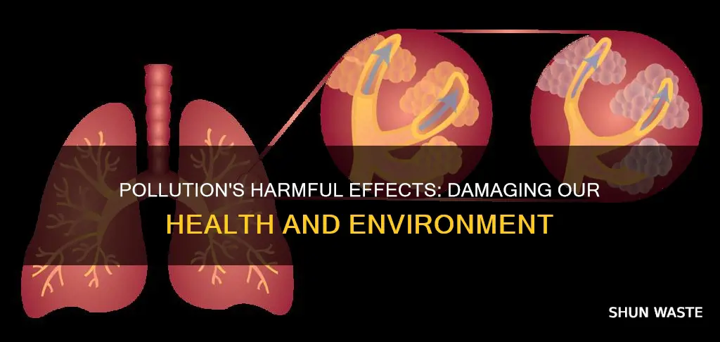 what are some some some harmful affects pollution may have