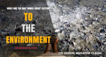 Catfish's Dark Side: Environmental Impacts and Ecosystem Disruption Explained
