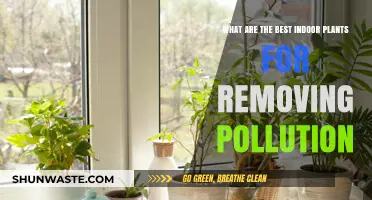 Best Houseplants for Fighting Indoor Pollution