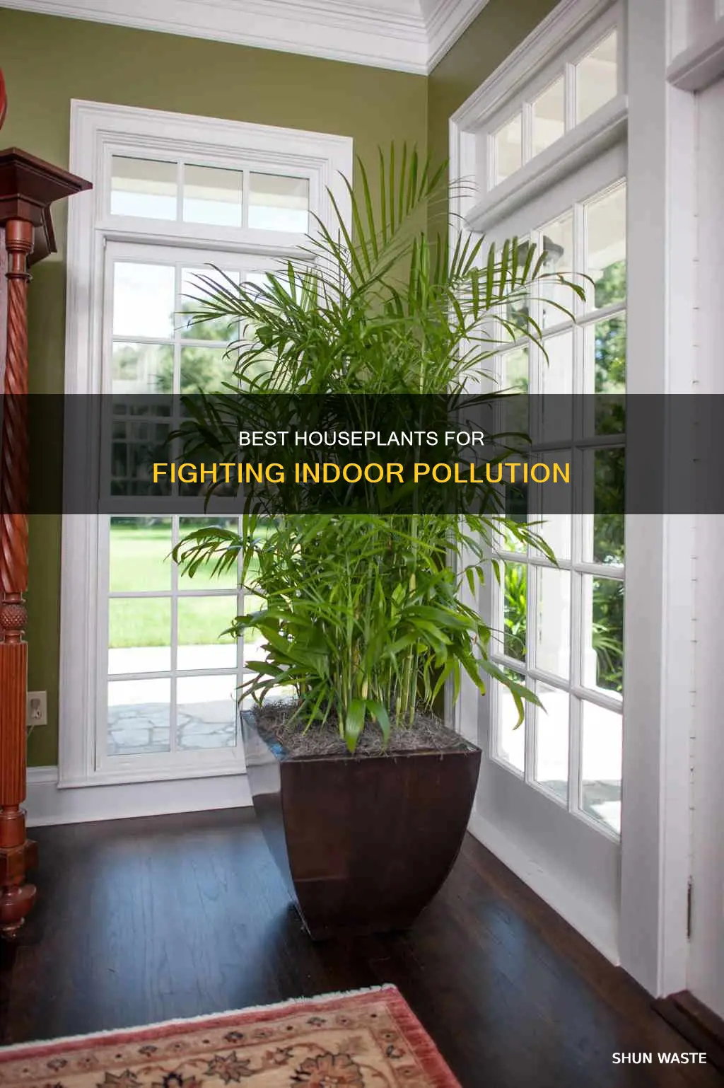 what are the best indoor plants for removing pollution