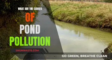 Unveiling the Hidden Causes of Pond Pollution