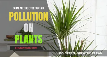 Air Pollution: Harming Our Green Friends