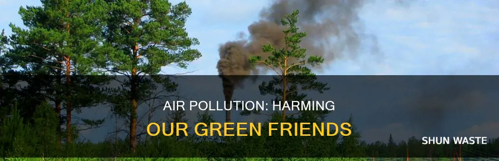what are the effects of air pollution on vegetation