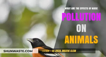 How Noise Pollution Impacts Animal Behavior