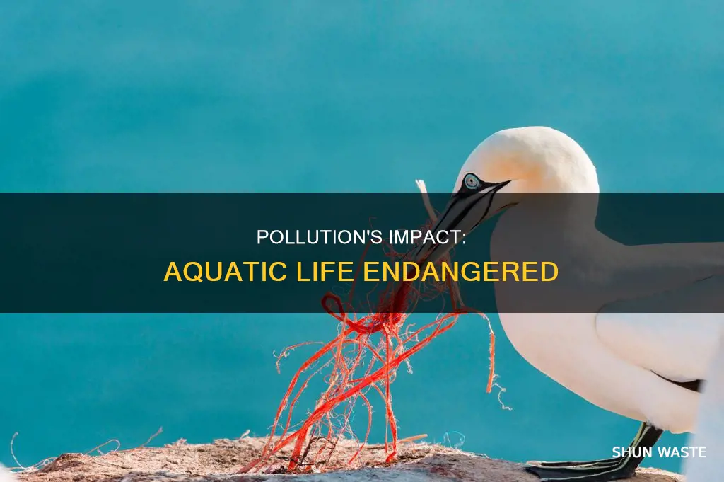 what are the effects of pollution on aquatic life