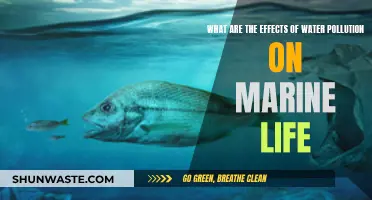 Unveiling the Devastating Impact: Water Pollution's Toxic Effects on Marine Ecosystems