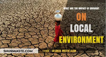 Drought's Devastating Effects on Local Ecosystems and Environmental Health