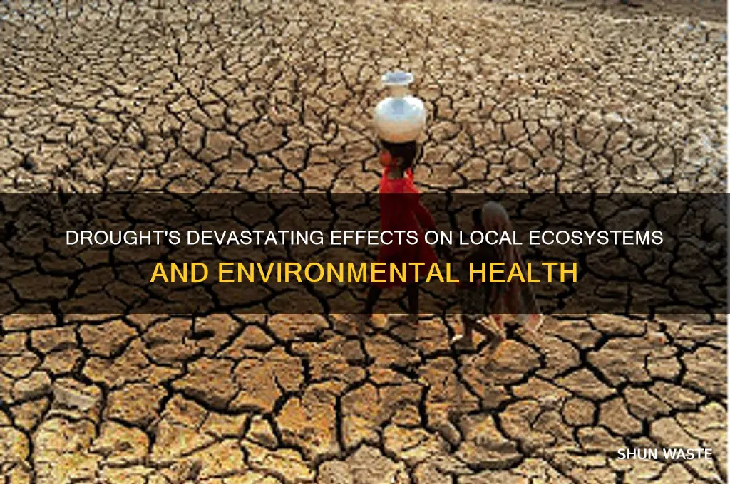 what are the impact of drought on local environment