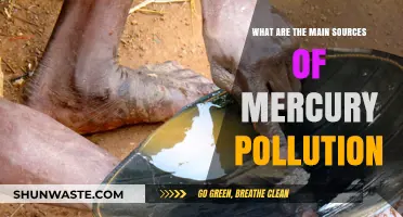 Mercury Pollution: Key Sources and Their Impact