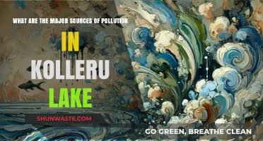 Kolleru Lake Pollution: Major Sources and Their Impact