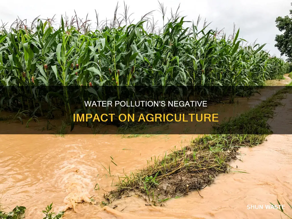 what are the negative effects of water pollution in agriculture