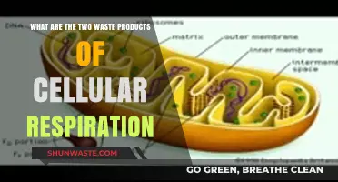 Unveiling the Dual Waste Products of Cellular Respiration Process