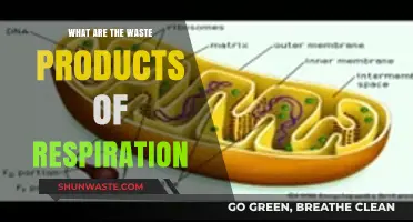 Understanding Respiration's Byproducts: Exploring the Waste Products of Cellular Breathing