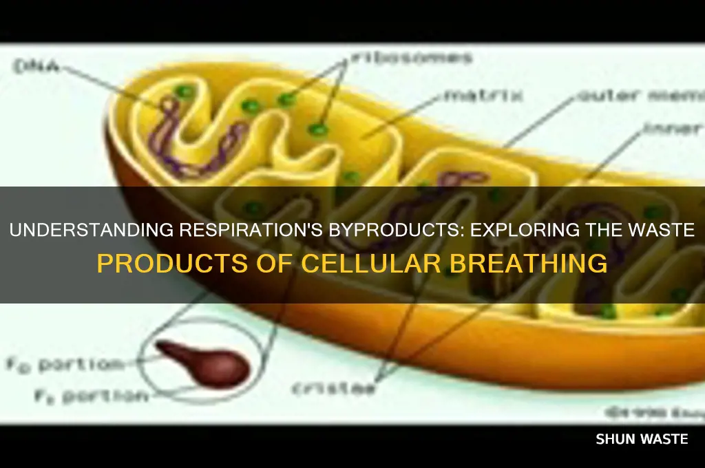 what are the waste products of respiration