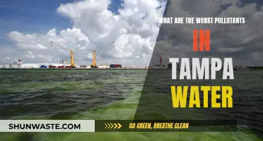 Tampa's Water Woes: Unveiling the Top Pollutants