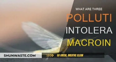 Pollution-intolerant Macroinvertebrates: Mayflies, Stoneflies, and Caddisflies