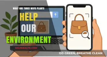 How Plants Protect Our Planet: Three Vital Environmental Contributions