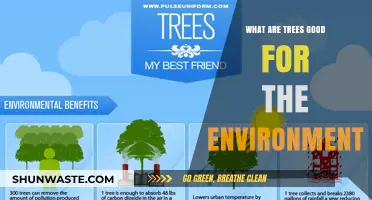 Trees: Nature's Lifeline for a Healthier, Greener Environment