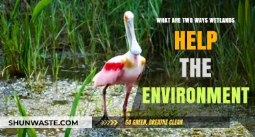 Wetlands' Vital Role: Two Key Environmental Benefits Explained