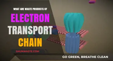 Unveiling the Byproducts of the Electron Transport Chain Process