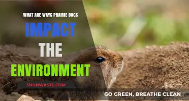 Prairie Dogs: Ecosystem Engineers and Their Environmental Impact Explained